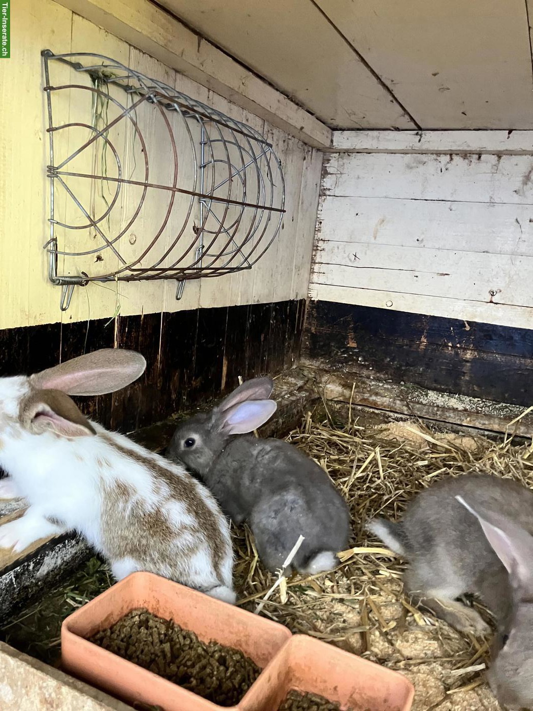 Bild 4: Junge Kaninchen zu verkaufen