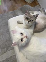 BKH Katzen Lucy und Snow suchen ein liebes Zuhause