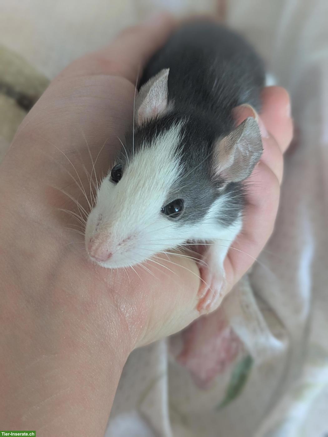 Rattenbabys aus Hobbyzucht