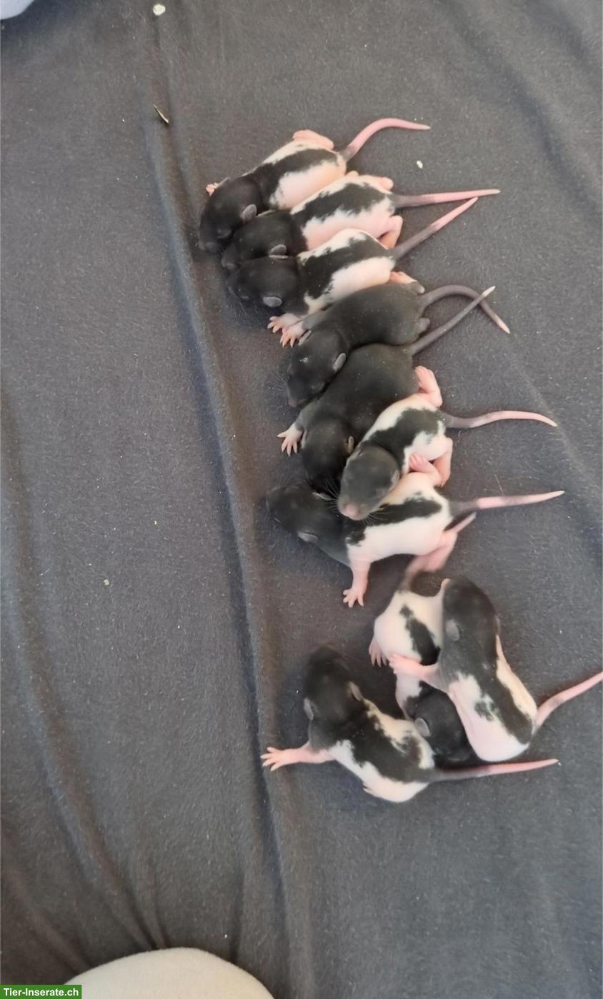 Bild 4: Rattenbabys aus Hobbyzucht
