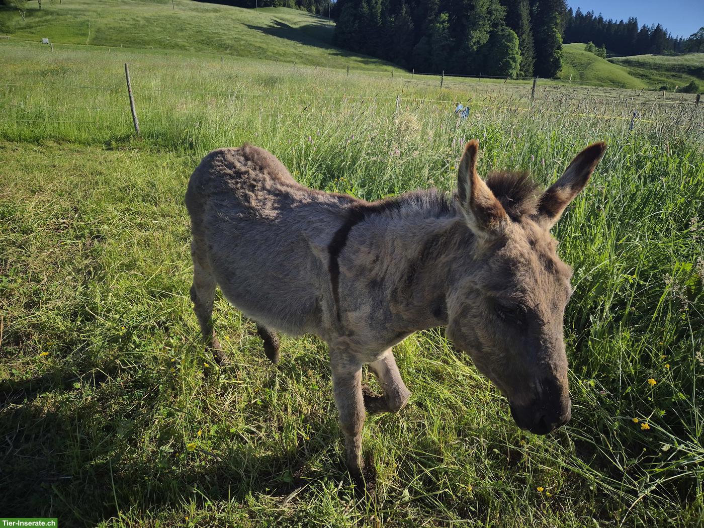 Zutraulicher Eselhengst zu verkaufen