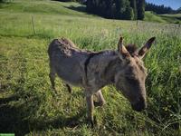 Zutraulicher Eselhengst zu verkaufen