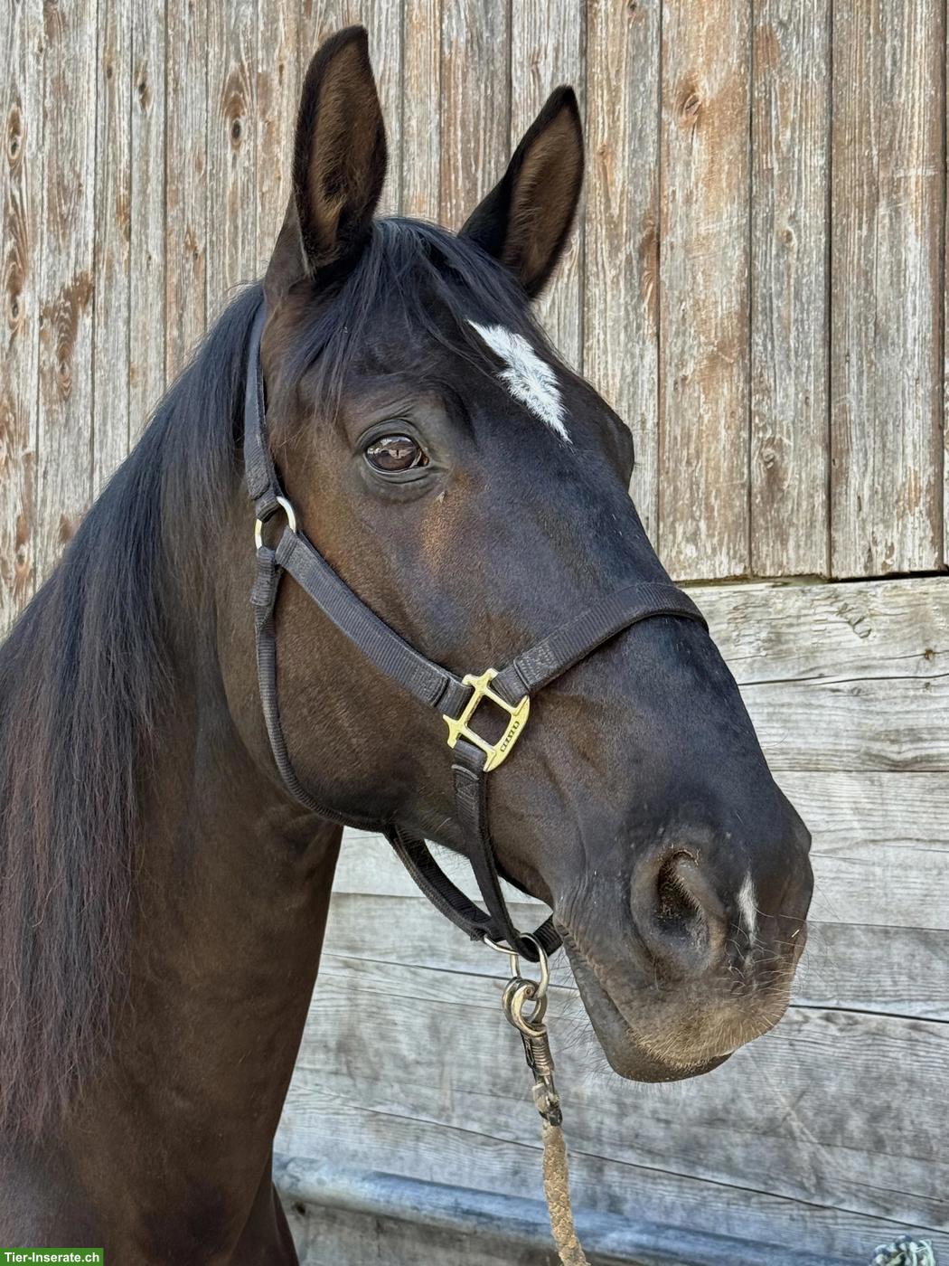 Hessisches Warmblut Wallach, 16-jährig, 176cm