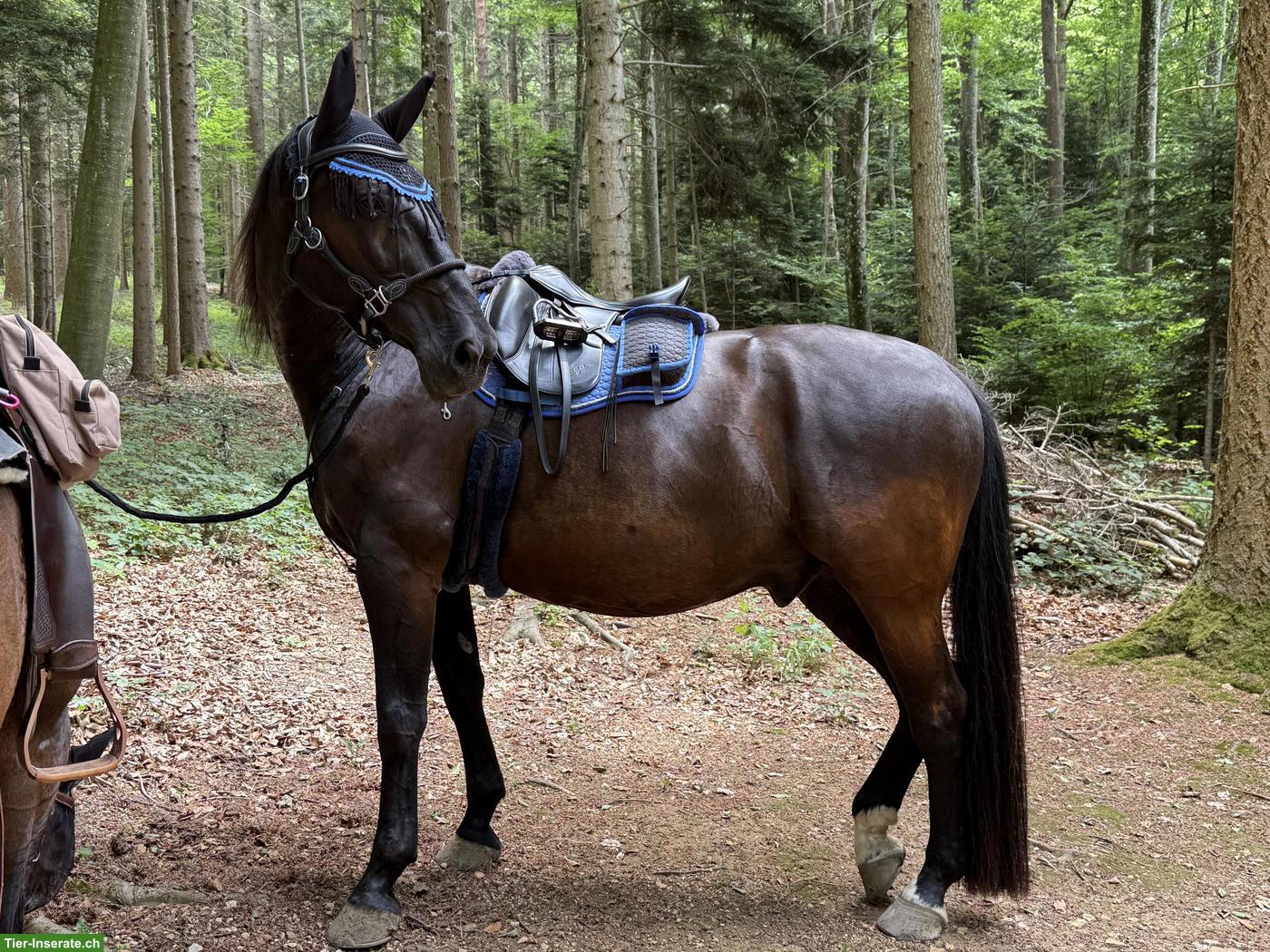 Bild 2: Hessisches Warmblut Wallach, 16-jährig, 176cm