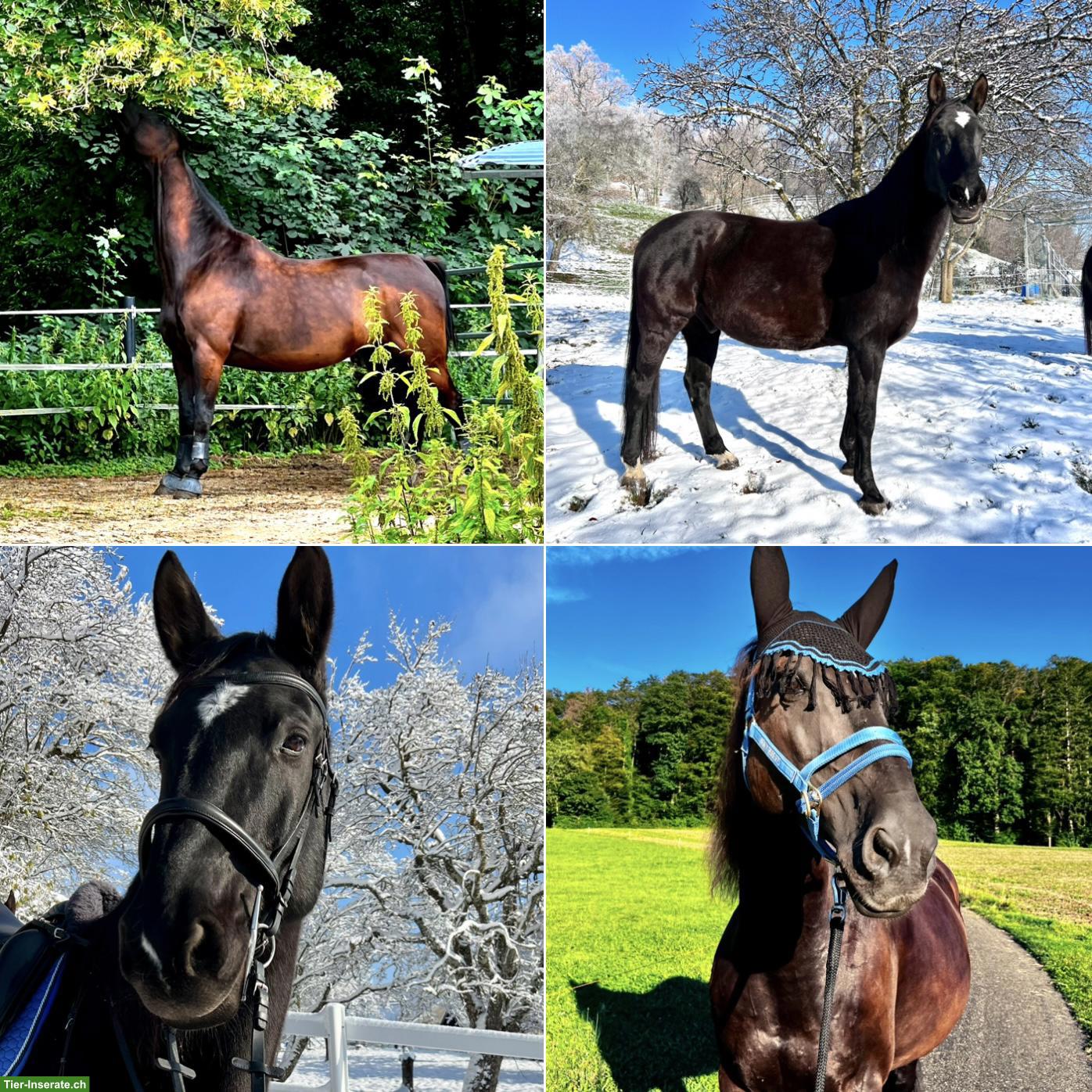 Bild 3: Hessisches Warmblut Wallach, 16-jährig, 176cm