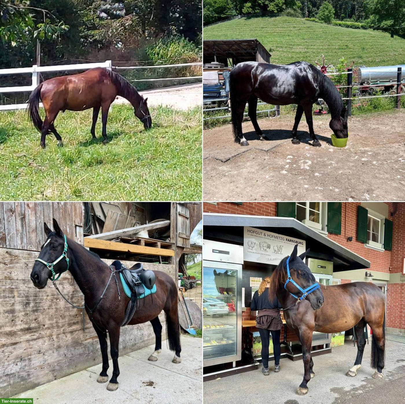 Bild 4: Hessisches Warmblut Wallach, 16-jährig, 176cm