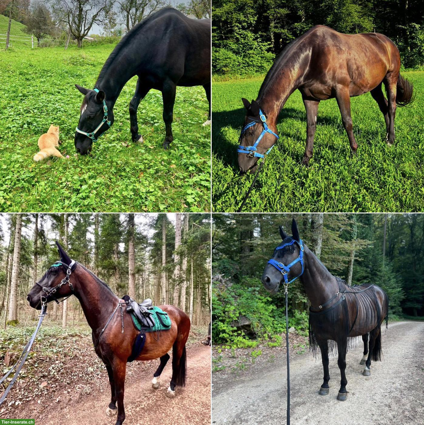 Bild 5: Hessisches Warmblut Wallach, 16-jährig, 176cm