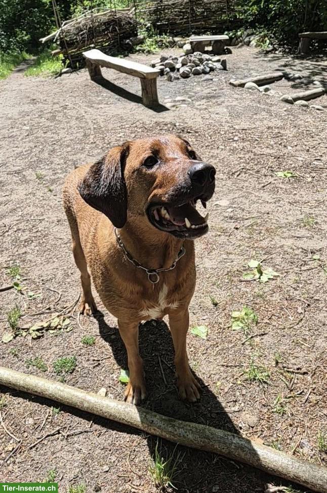 Rhodesian Ridgeback Mischlingsrüde sucht ein liebevolles Zuhause