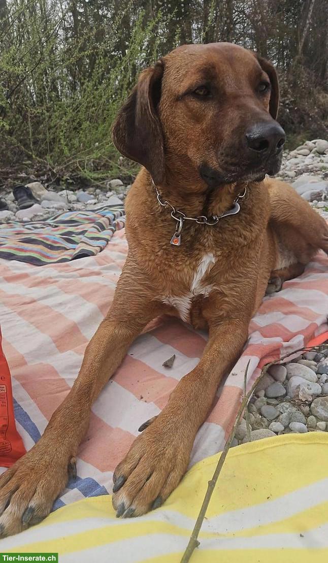 Bild 2: Rhodesian Ridgeback Mischlingsrüde sucht ein liebevolles Zuhause