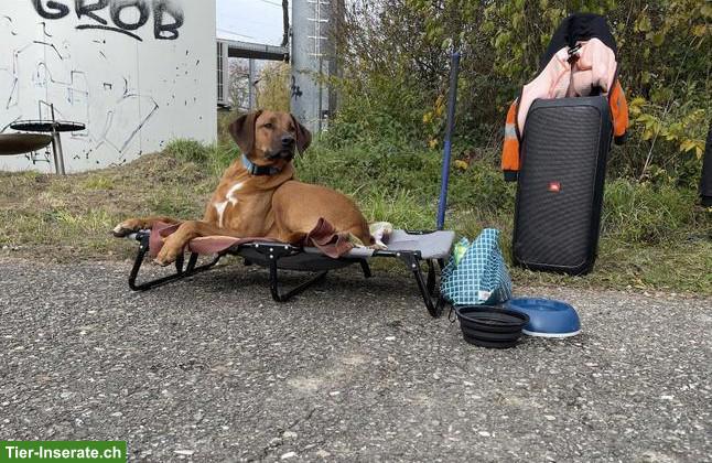 Bild 3: Rhodesian Ridgeback Mischlingsrüde sucht ein liebevolles Zuhause