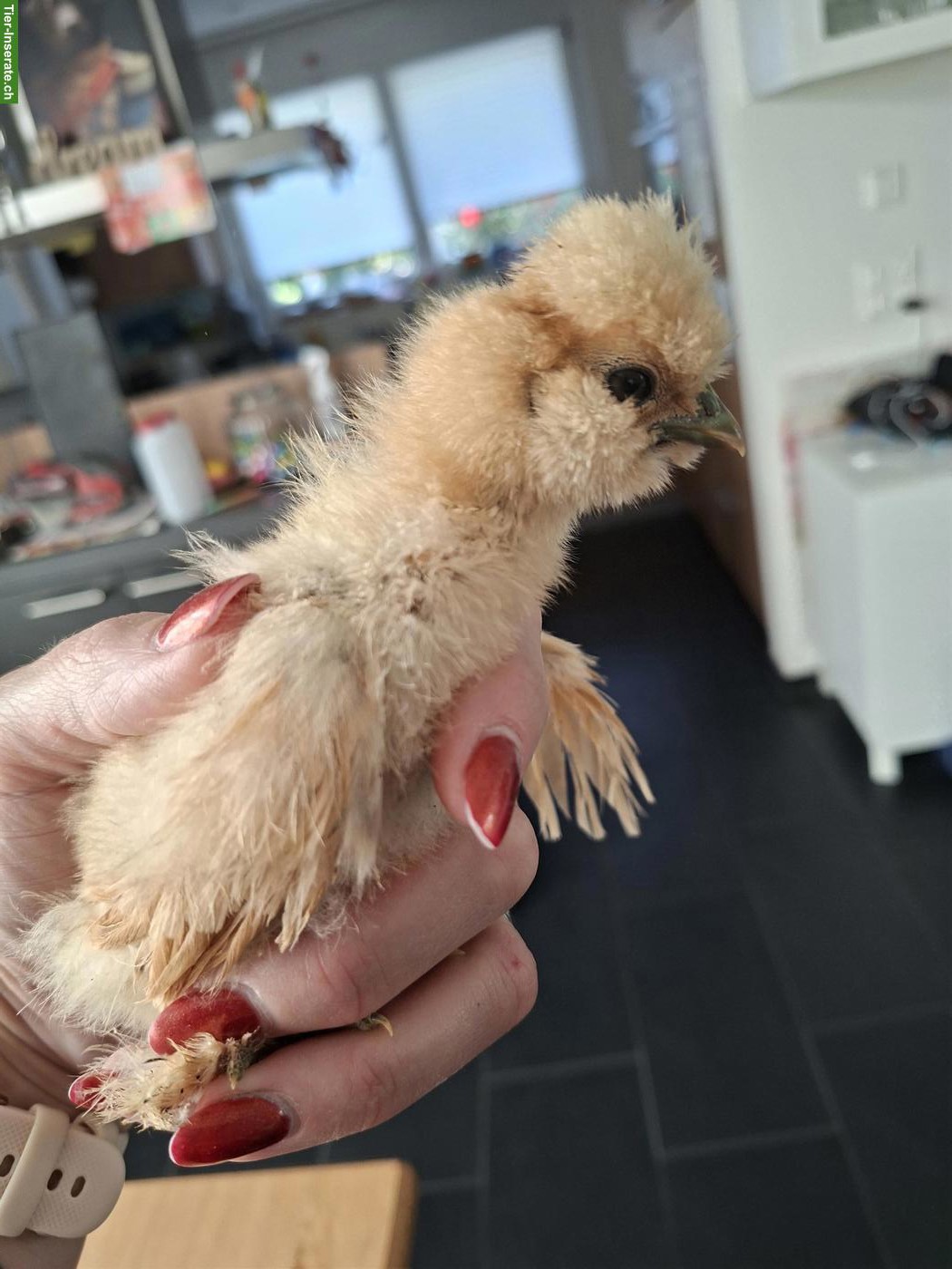 Getestete US Silkie Hennen zu verkaufen