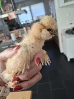 Getestete US Silkie Hennen zu verkaufen