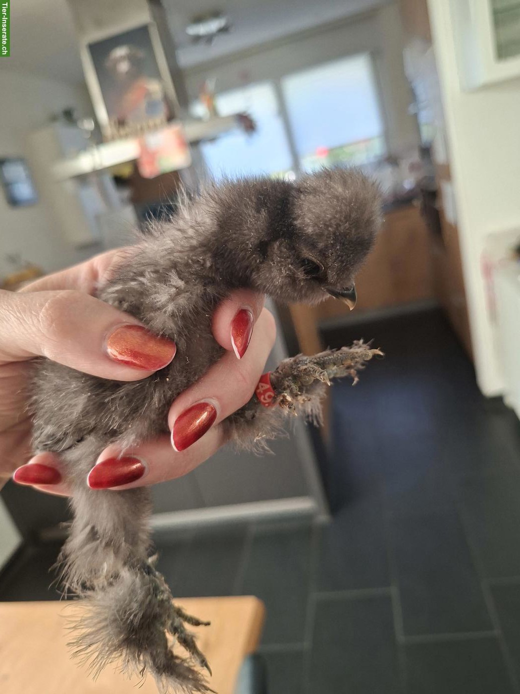 Bild 2: Getestete US Silkie Hennen zu verkaufen