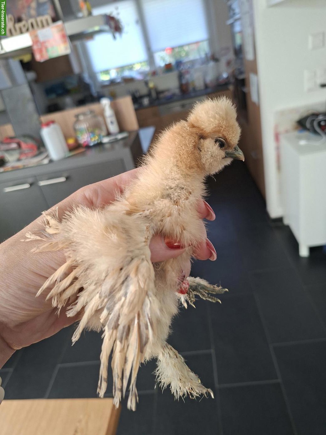 Bild 3: Getestete US Silkie Hennen zu verkaufen