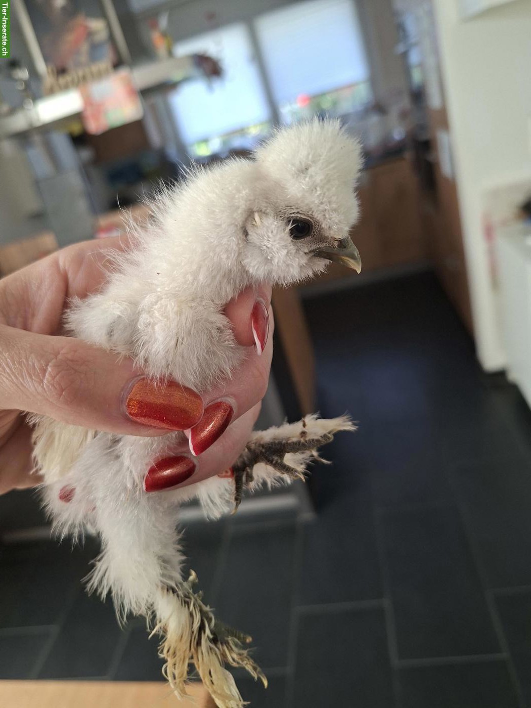 Bild 4: Getestete US Silkie Hennen zu verkaufen