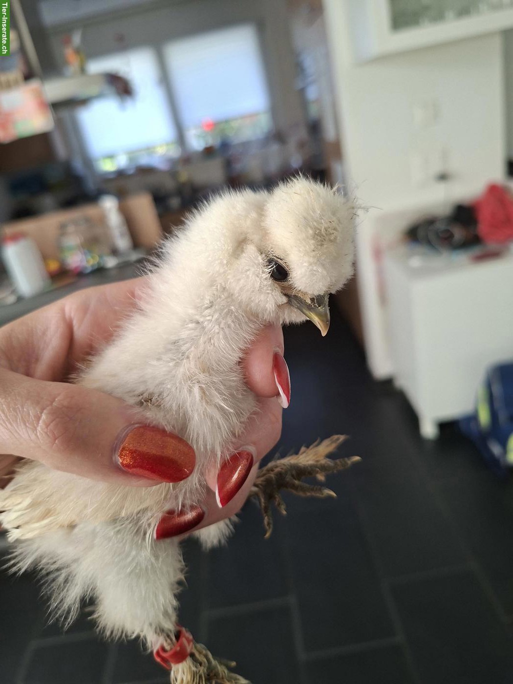 Bild 5: Getestete US Silkie Hennen zu verkaufen