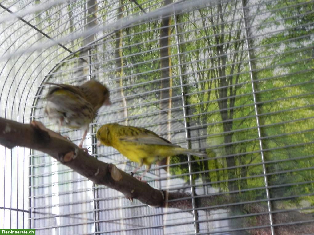 Kanarienvogel-Paar mit Vogelkäfig gratis abzugeben