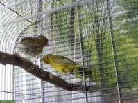 Kanarienvogel-Paar mit Vogelkäfig gratis abzugeben
