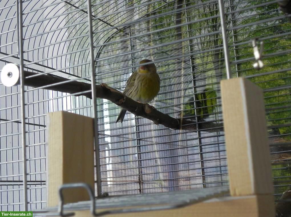 Bild 2: Kanarienvogel-Paar mit Vogelkäfig gratis abzugeben