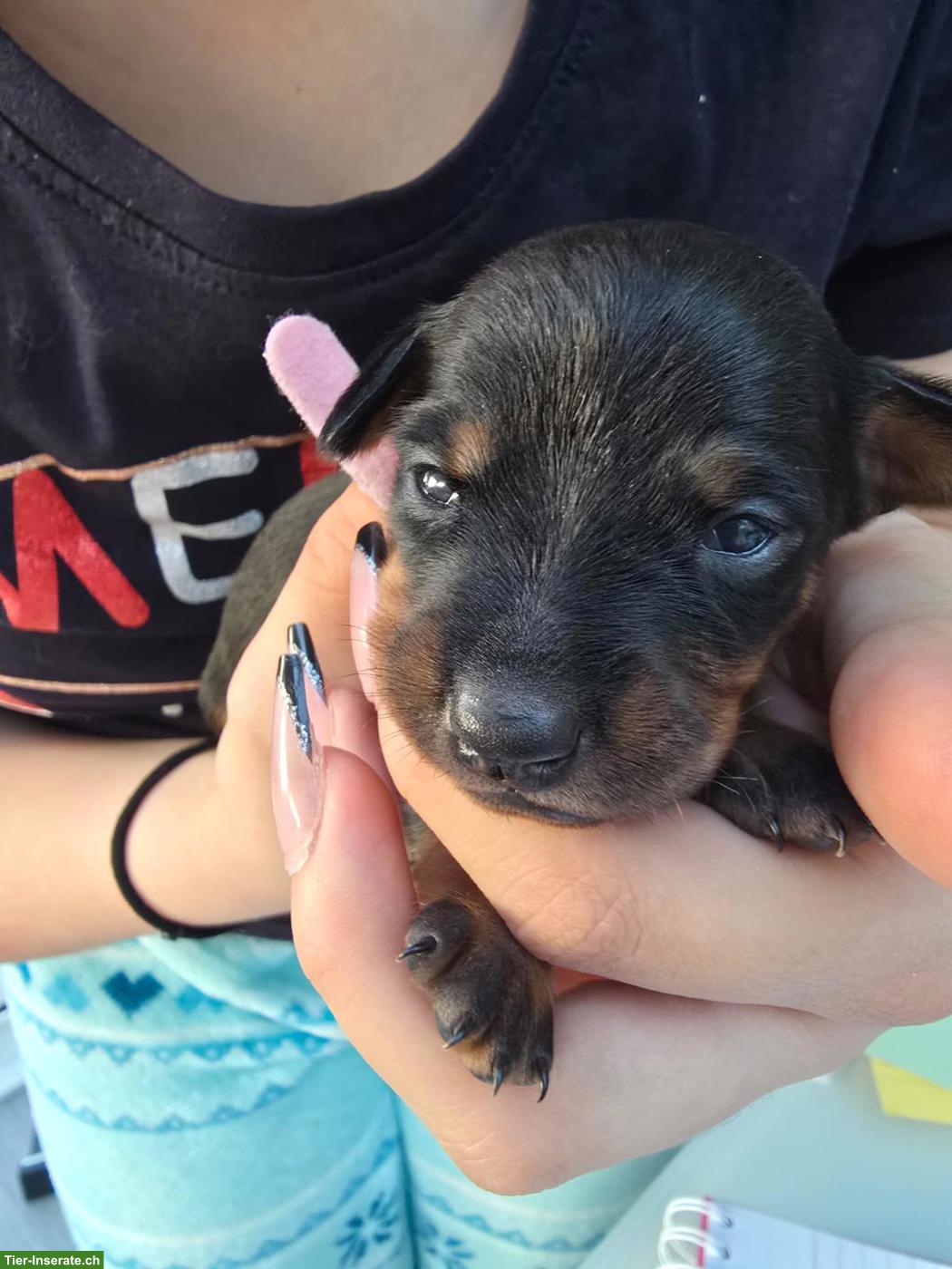 Zwergpinscher Welpe, Rüde