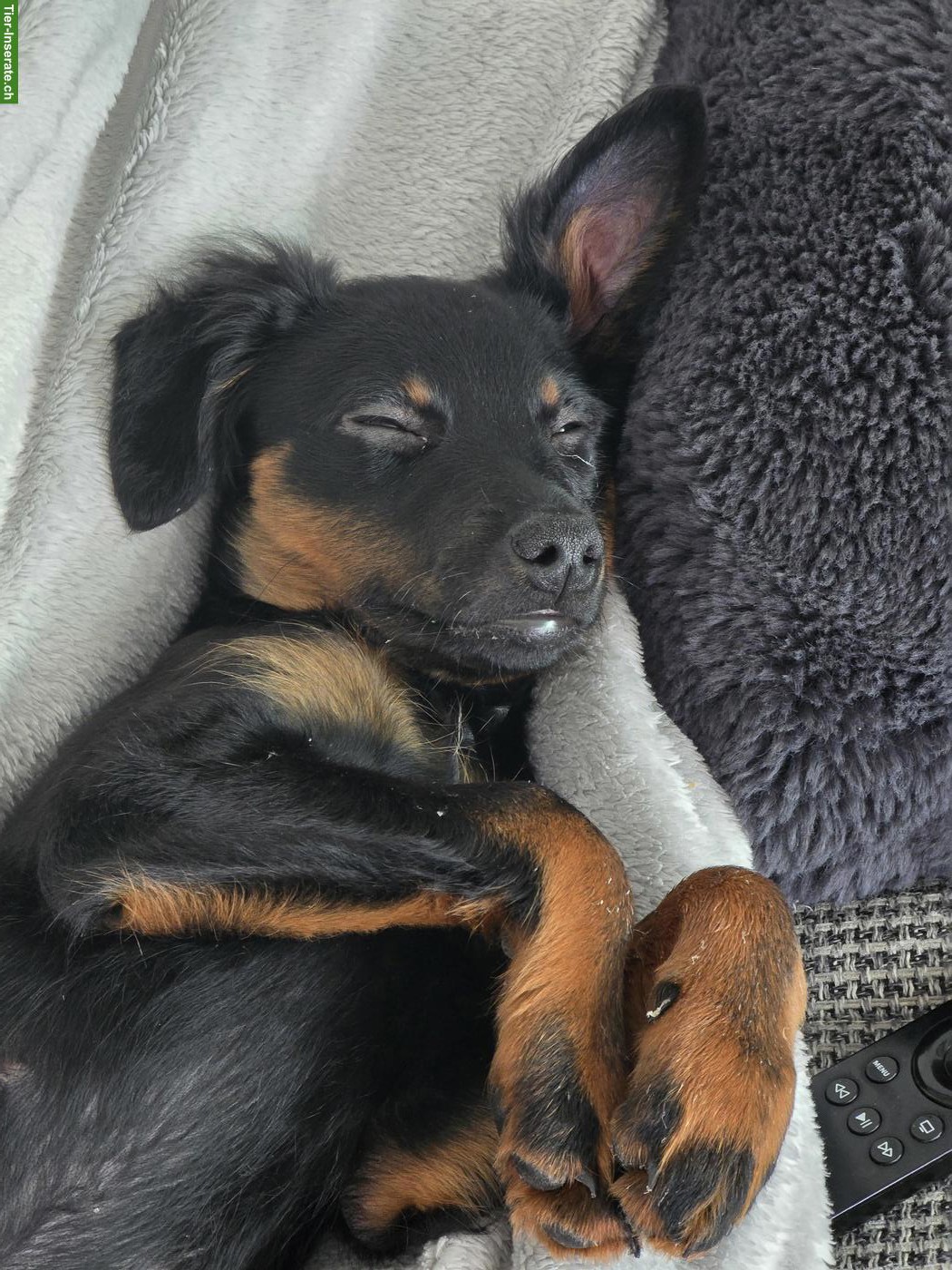 Bild 2: Zwergpinscher Welpe, Rüde