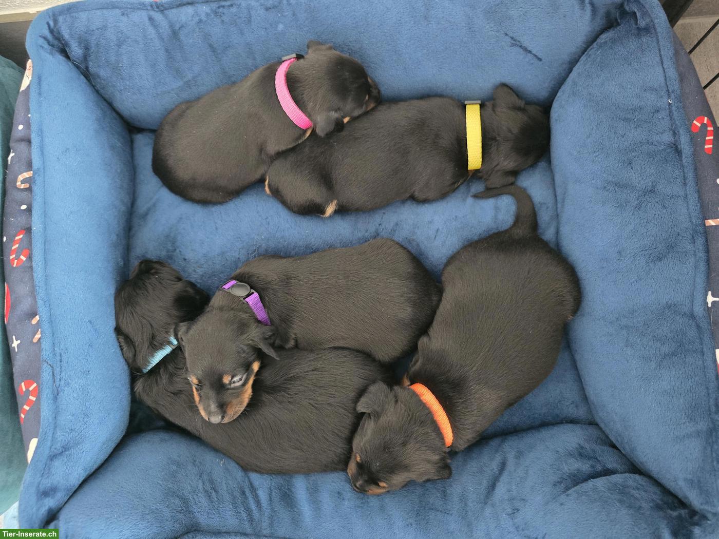 Bild 3: Zwergpinscher Welpe, Rüde