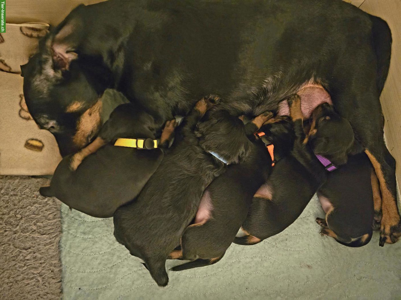 Bild 4: Zwergpinscher Welpe, Rüde