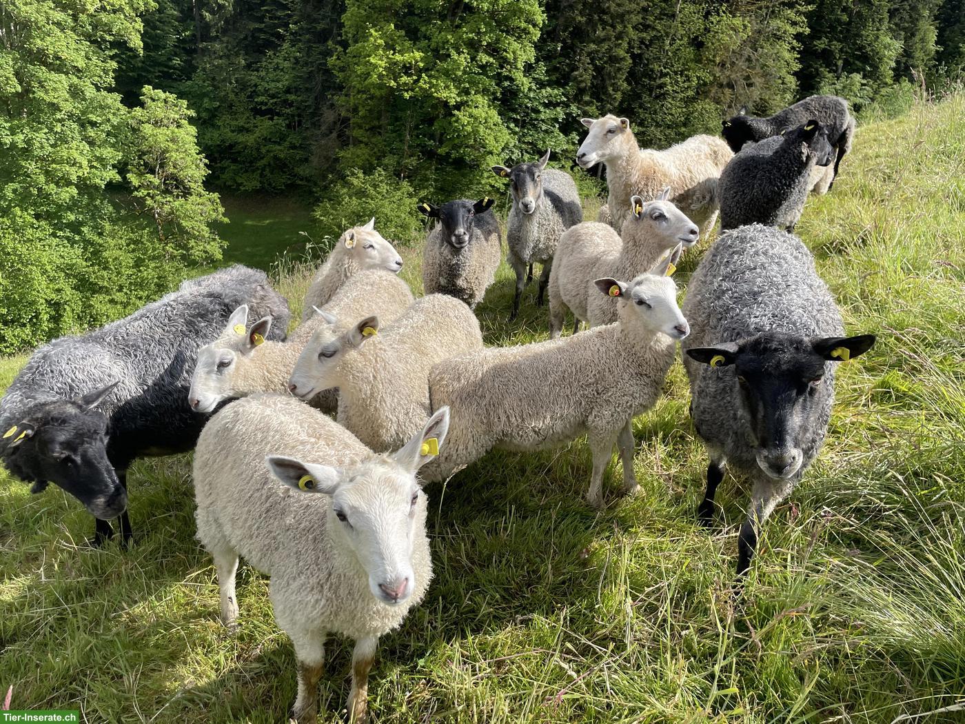 Schöne Mischlingsschafe, Blueface Leicester x Gotlandschaf