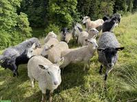 Schöne Mischlingsschafe, Blueface Leicester x Gotlandschaf
