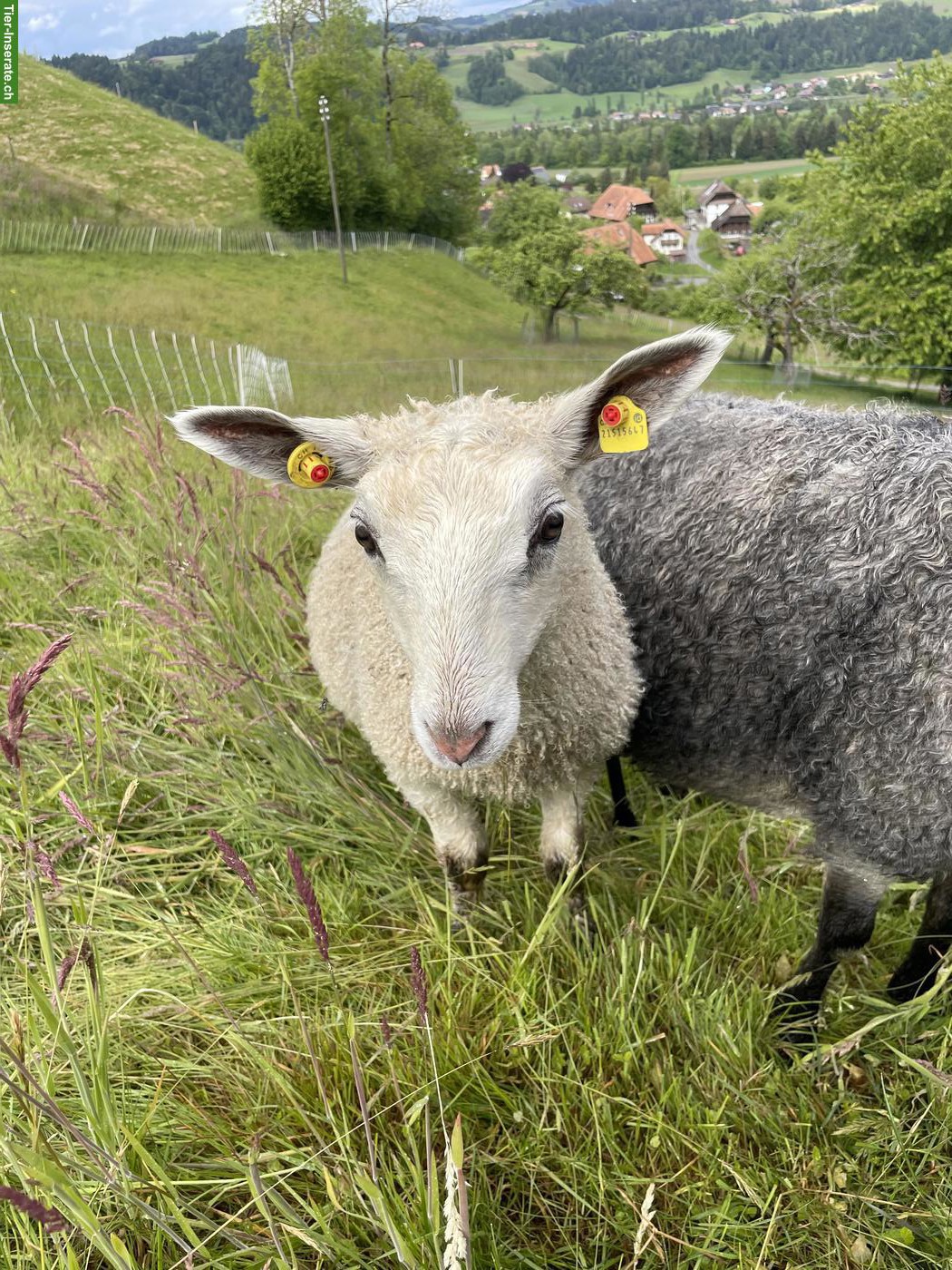 Bild 2: Schöne Mischlingsschafe, Blueface Leicester x Gotlandschaf