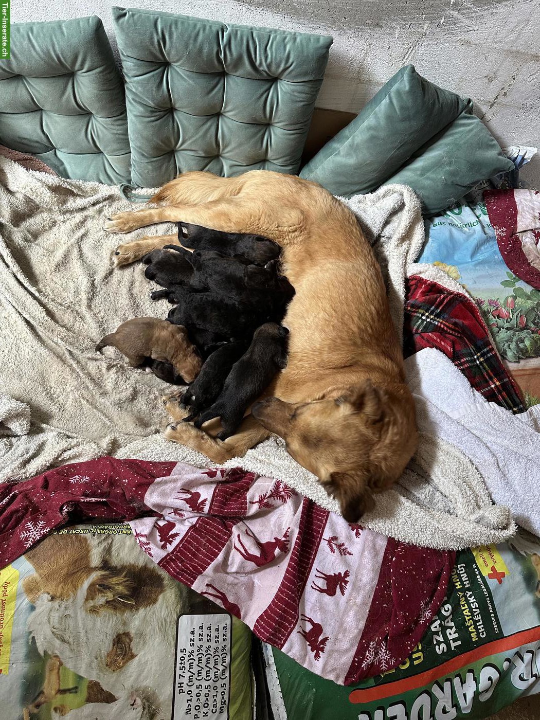 Bild 6: Golden Retriever x Belgischer Schäferhund / Herdenschutzhund Mix