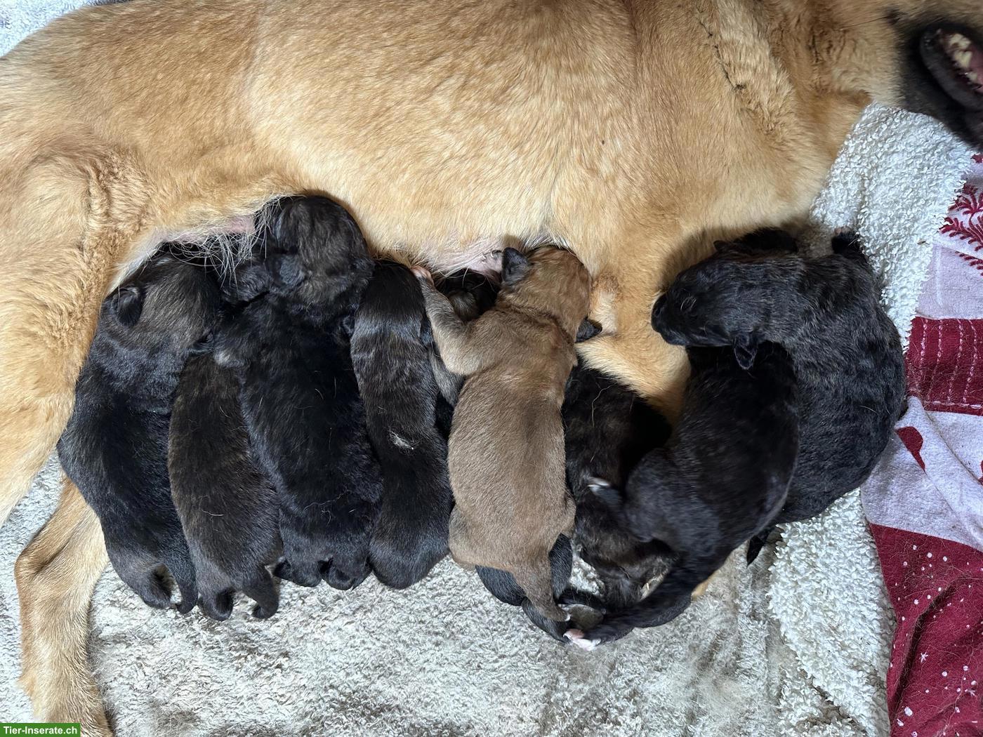 Bild 7: Golden Retriever x Belgischer Schäferhund / Herdenschutzhund Mix