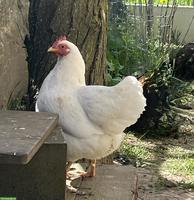 Zwerghuhn Henne sucht Lebensplatz