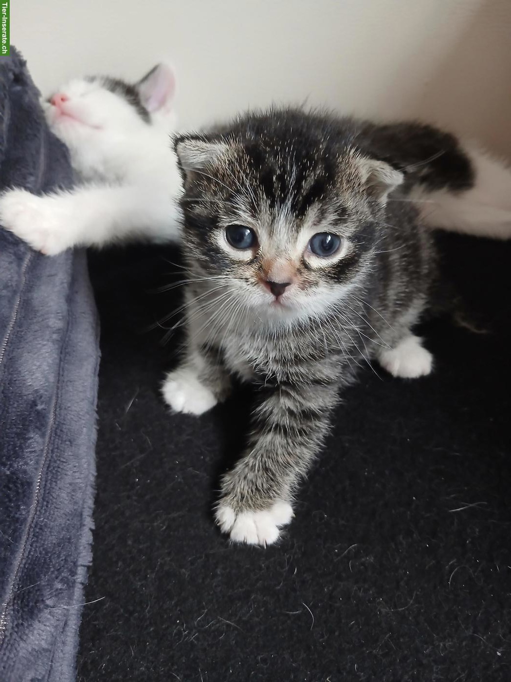 Junge Babykatzen in guten Händen abzugeben