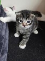Junge Babykatzen in guten Händen abzugeben