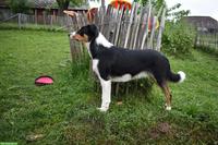 Suche Hundefreund für Dogsharing