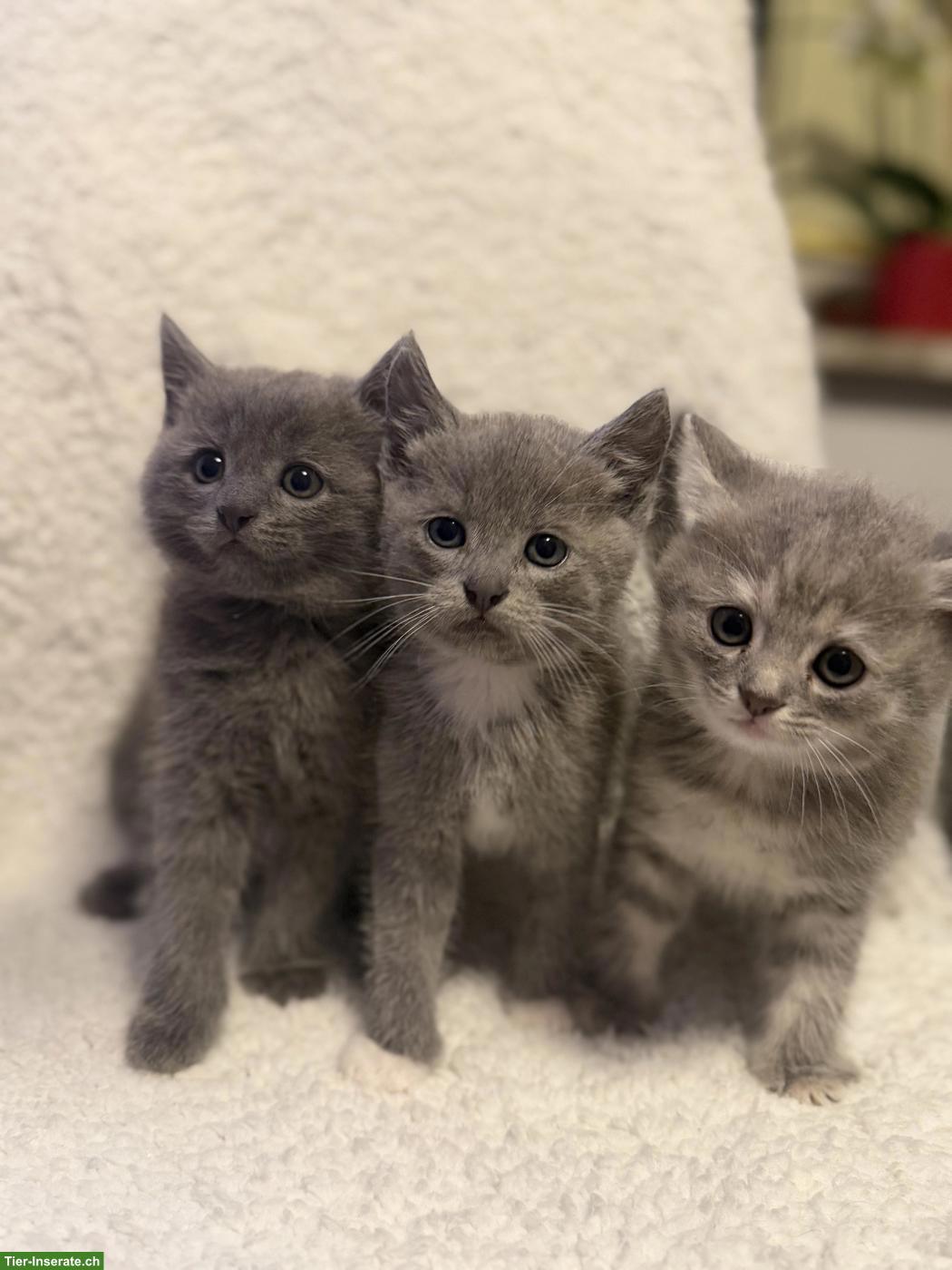 BKH Mix Katzenbabys