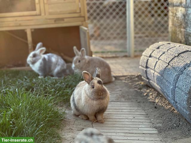 Bild 2: Zwergkaninchen, Weibchen & kastrierte Männchen, Aussenhaltung