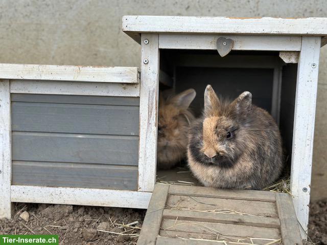 Bild 3: Zwergkaninchen, Weibchen & kastrierte Männchen, Aussenhaltung