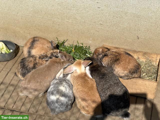 Bild 4: Zwergkaninchen, Weibchen & kastrierte Männchen, Aussenhaltung