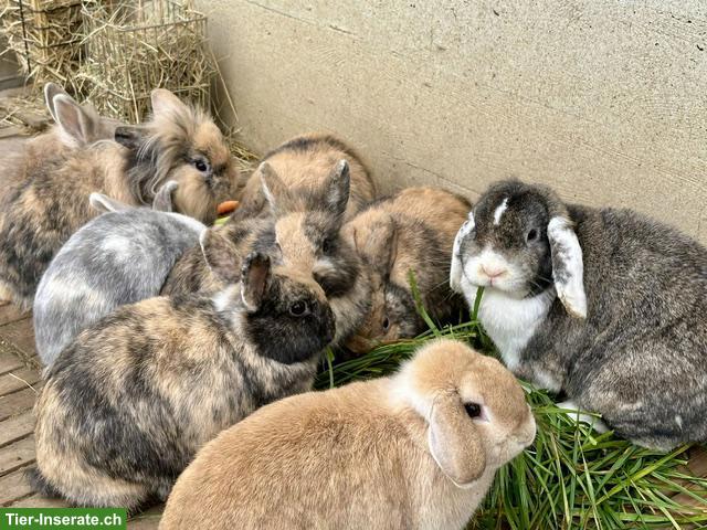 Bild 5: Zwergkaninchen, Weibchen & kastrierte Männchen, Aussenhaltung