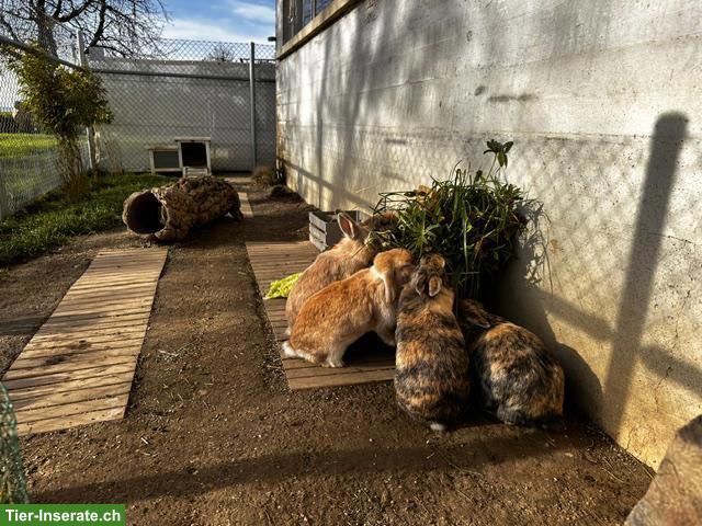 Bild 6: Zwergkaninchen, Weibchen & kastrierte Männchen, Aussenhaltung