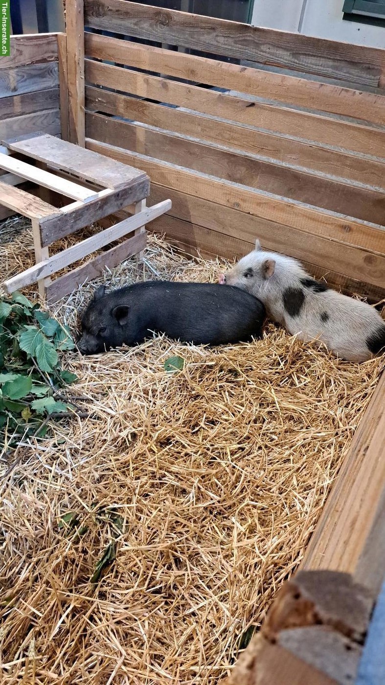 2 Minipig Weibchen zu verkaufen