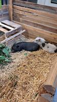 2 Minipig Weibchen zu verkaufen