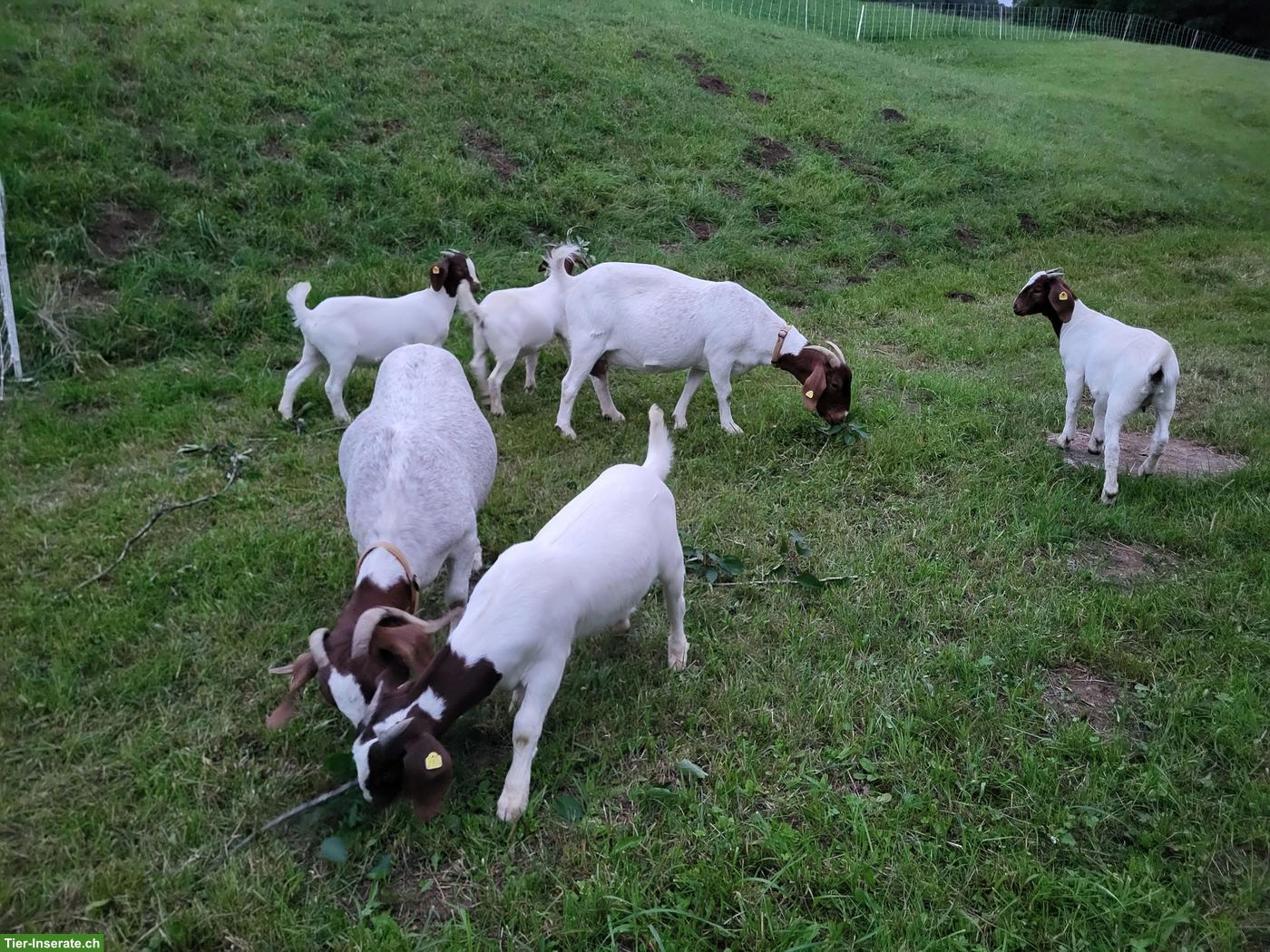 Junge Burenziegen zu verkaufen