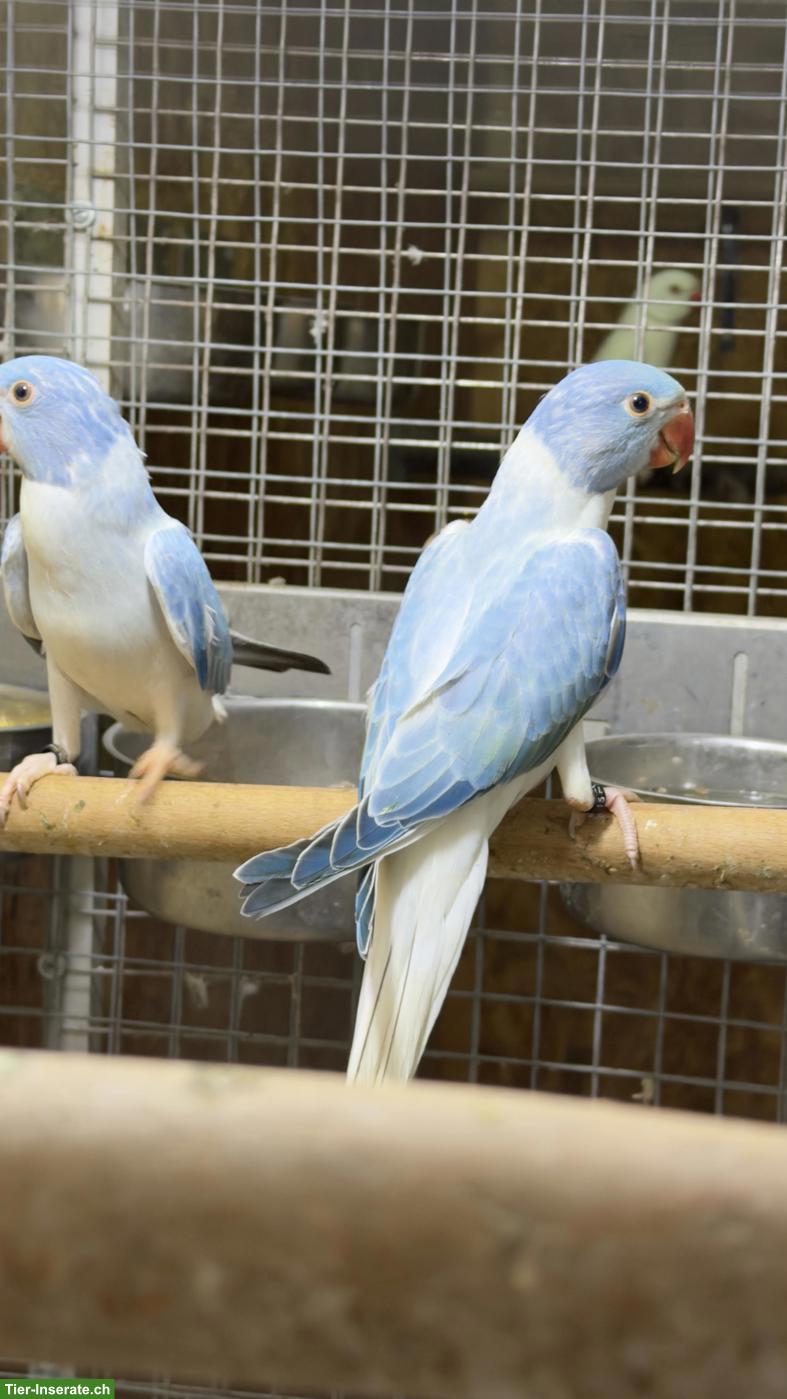 Bild 2: Halsbandsittich Weibchen zu verkaufen