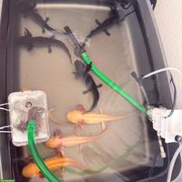 Jeunes axolotls / junge Axolotl zu verkaufen