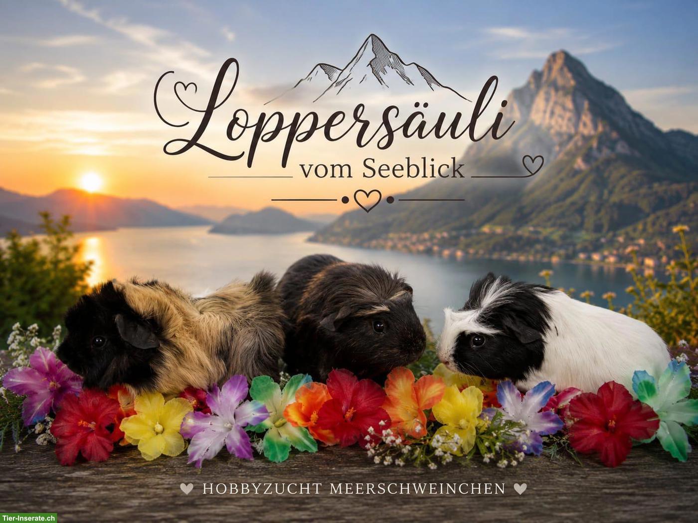 Junge Meerschweinchen Kastraten