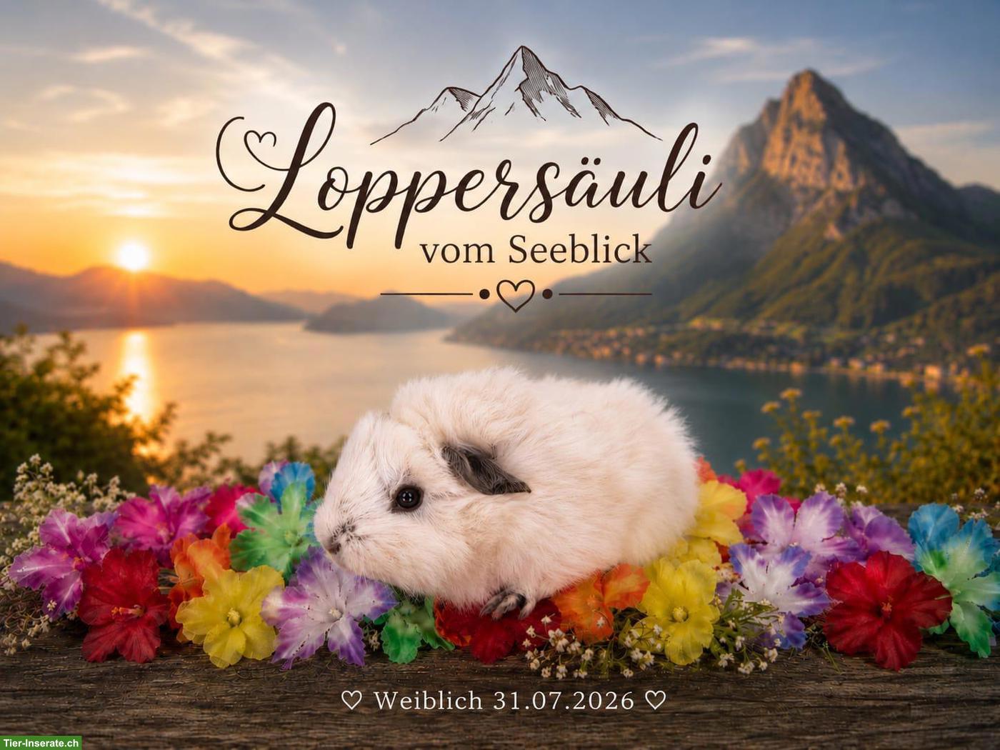 Bild 3: Junge Meerschweinchen Frühkastraten Peruaner/California