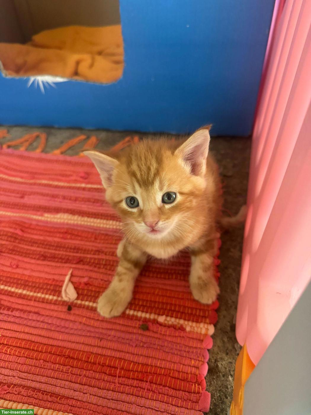 2 Kätzchen, rot getigerter Kater & schwarzes Weibchen